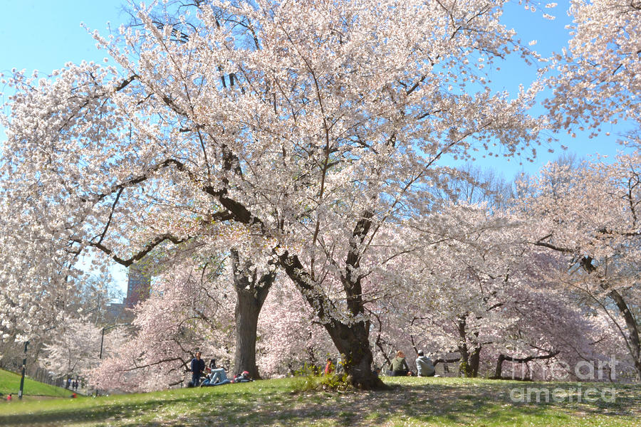 Central Park Photograph - The Softness of Spring - Cherry Blossoms in Central Park by Miriam Danar