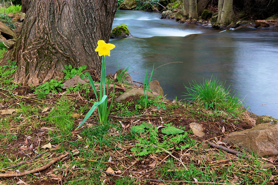 The Solace Of Water And A Daffodil Photograph