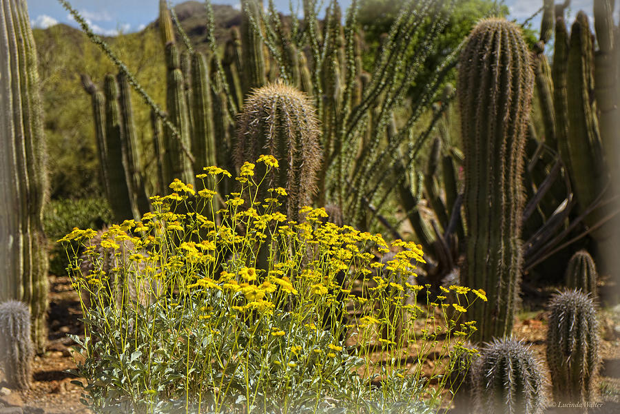 Flower Photograph - The Song Of The Sonoran Desert by Lucinda Walter