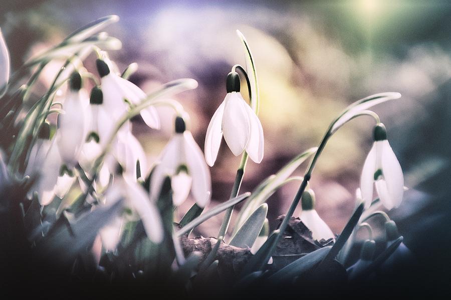 The Songs of spring Photograph by Jaroslav Buna