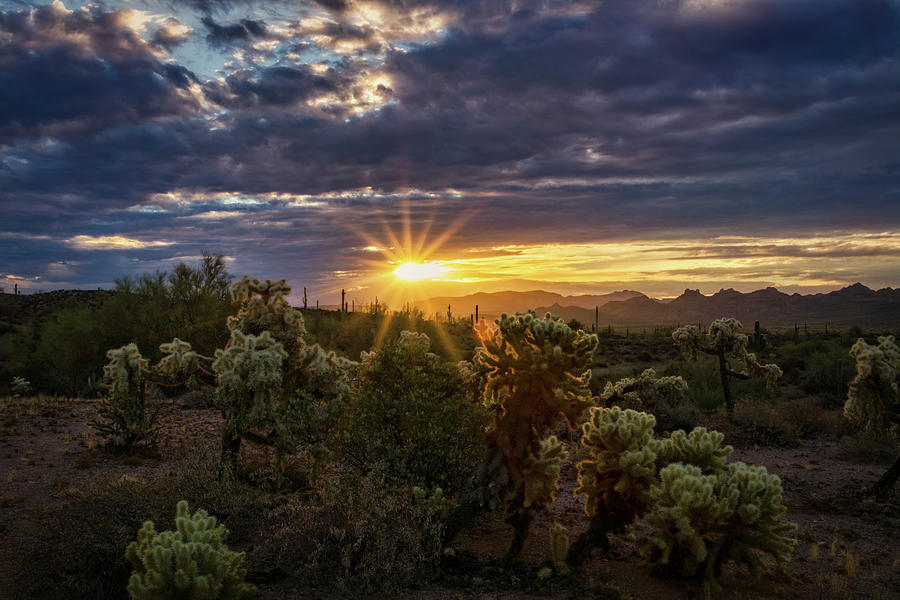 The Sonoran At Sunrise  Photograph by Saija Lehtonen