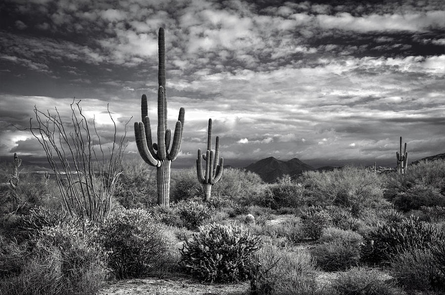 The Sonoran Desert in Black and White  Photograph by Saija Lehtonen