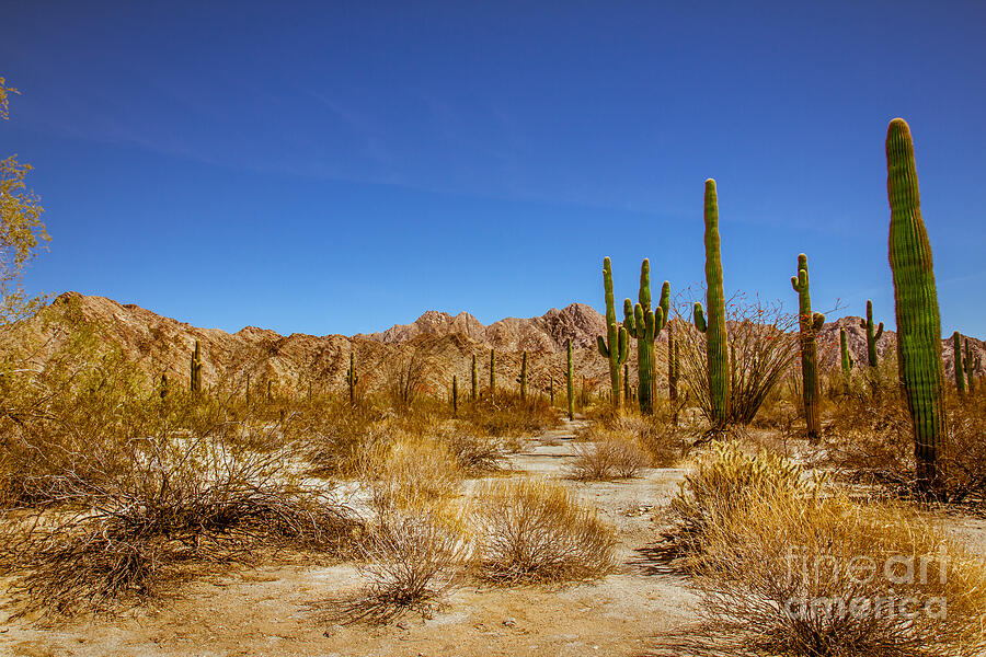 The Sonoran Desert Photograph by Robert Bales