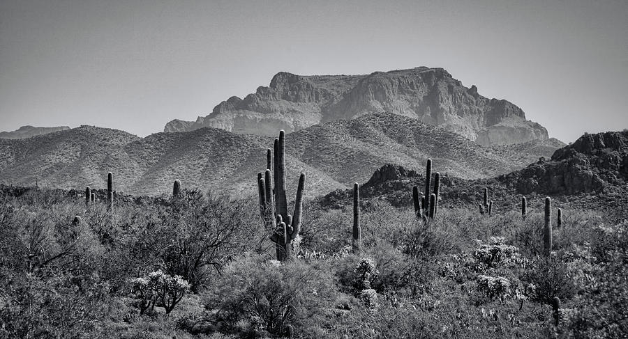 The Sonoran in Black and White  Photograph by Saija Lehtonen
