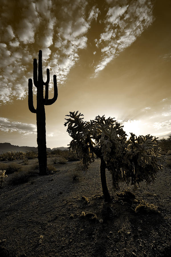 The Sonoran in Sepia Photograph by Sue Cullumber