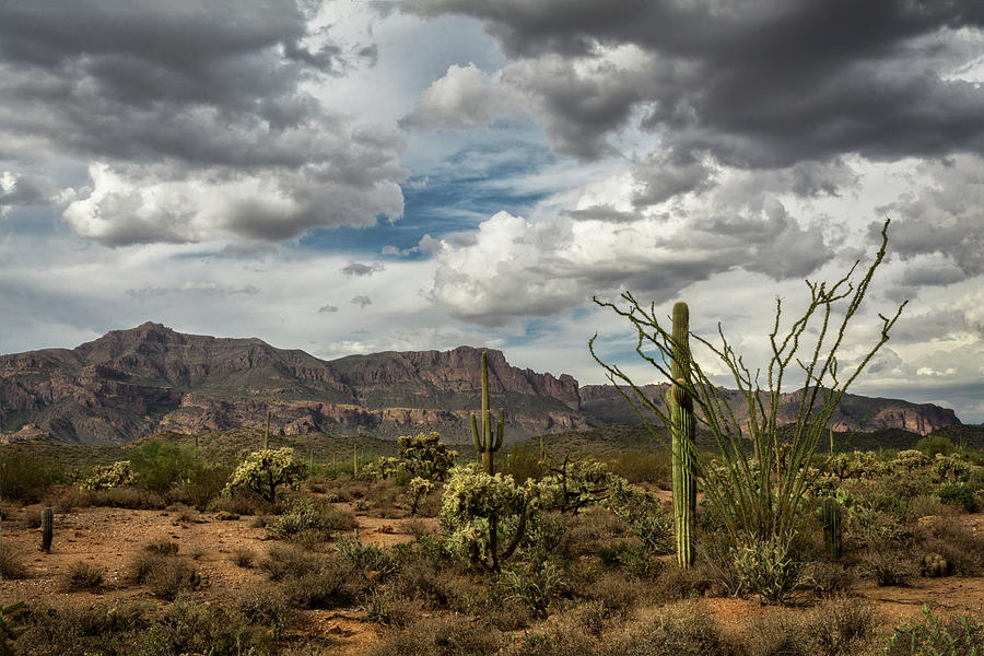 The Sonoran  Photograph by Saija Lehtonen