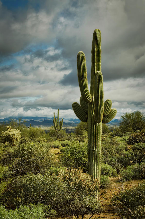 The Sonoran Sentinels  Photograph by Saija Lehtonen