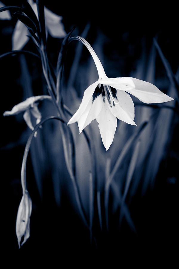 The Sorrow of the Lily Photograph by Maggie Terlecki