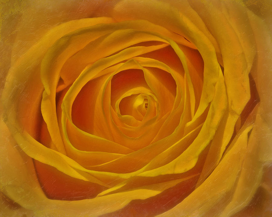 Spring Photograph - The Soul of a Yellow Rose by Hal Halli