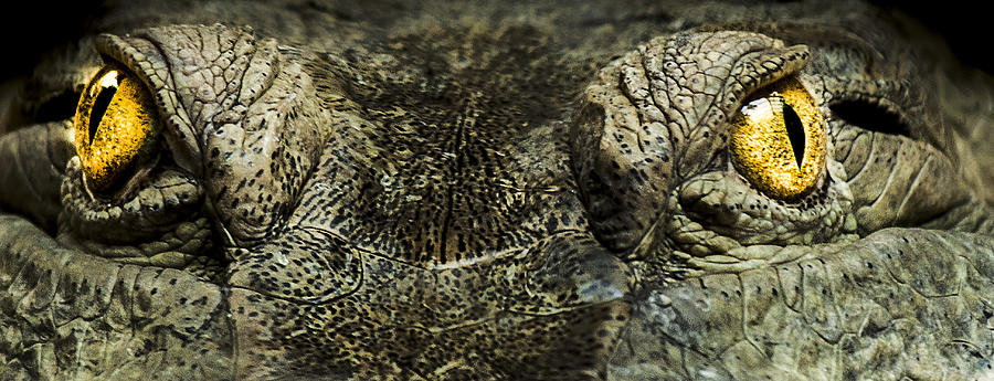 Crocodile Photograph - The soul searcher by Paul Neville