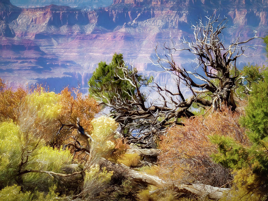 The South Rim Photograph by James Barber
