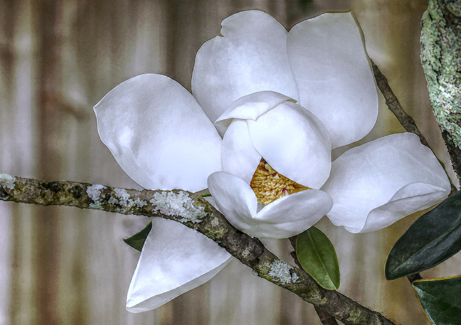 The Southern Magnolia Photograph by Jean Connor