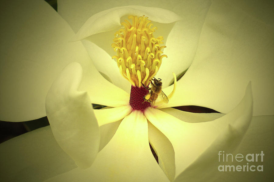 Spring Photograph - The Southern Magnolia by Kim Pate
