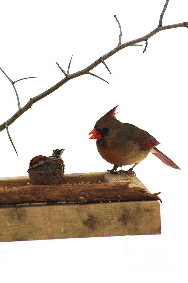 The Sparrow and the Cardinal Photograph by Alyce Taylor