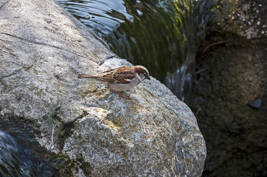 The Sparrow By The Waterfall Photograph