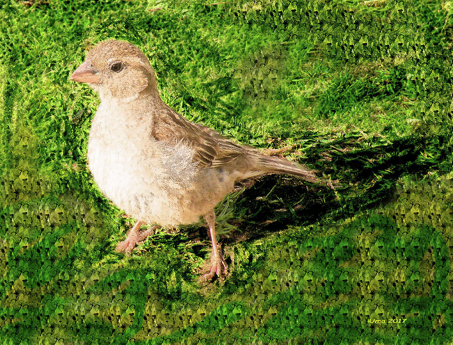 The Sparrow Digital Art by Uma Krishnamoorthy