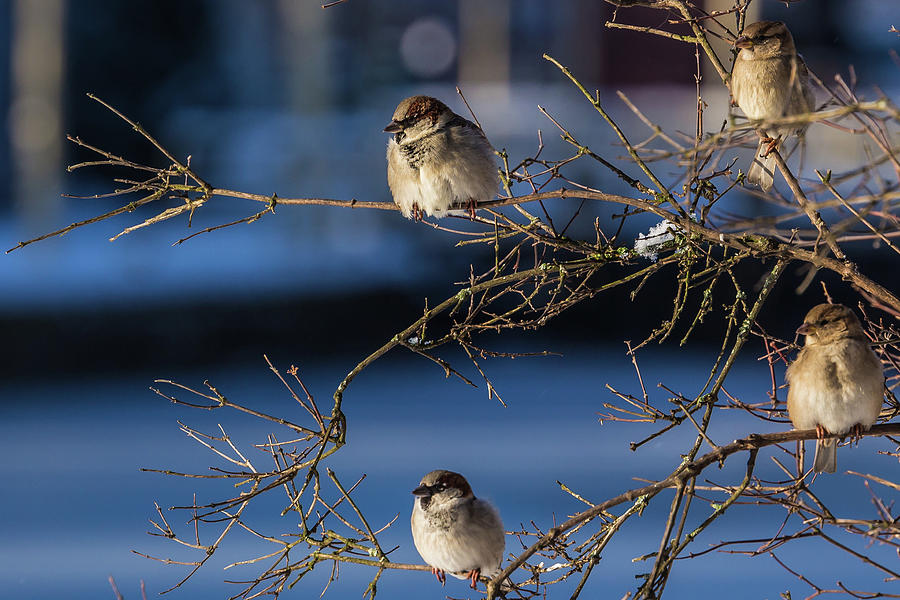 The sparrows community Photograph by ReDi Fotografie