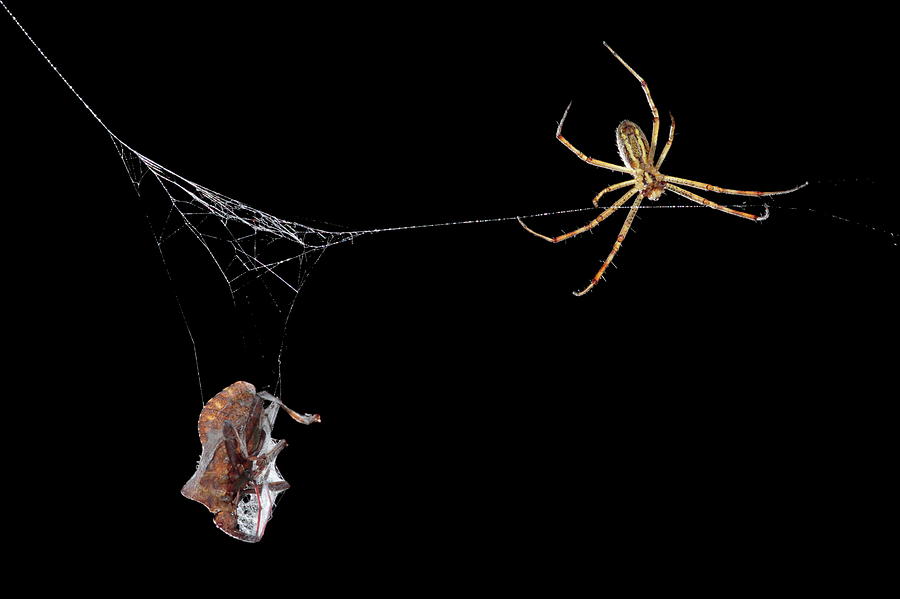 The spider and the bug Photograph by Natura Argazkitan