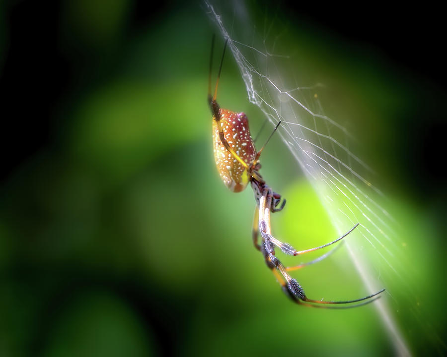 The Spider In The Forest Photograph