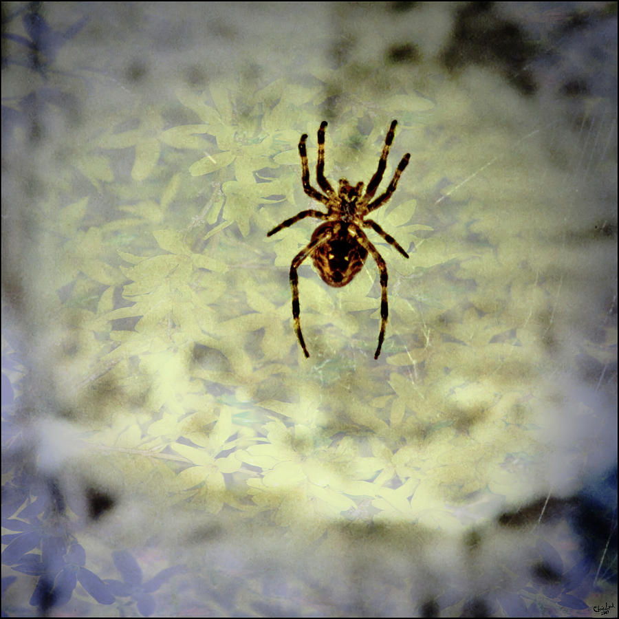 The Spider Waits Photograph by Chris Lord