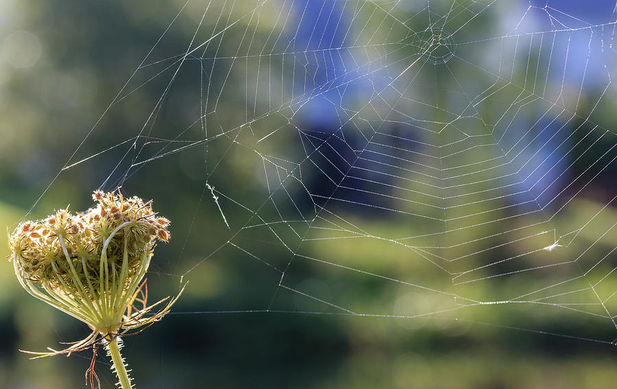 The Spider Web Photograph by Joni Eskridge