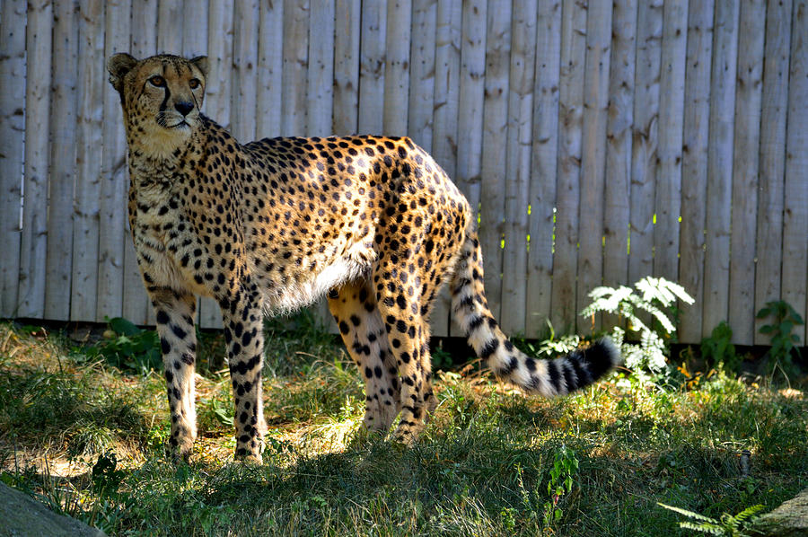 The Spotted Cheetah Spots People Photograph by Srinivasan Venkatarajan
