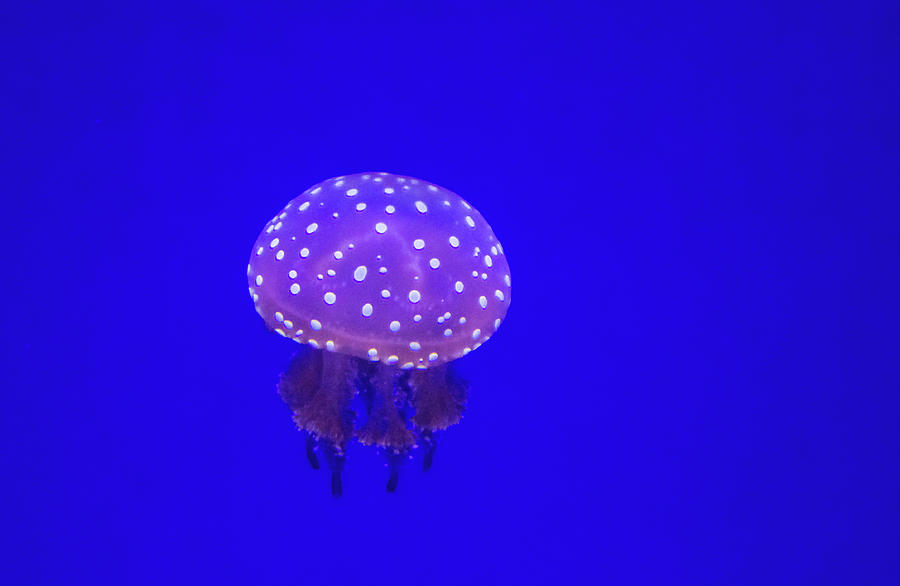 The Spotted Jellyfish Photograph