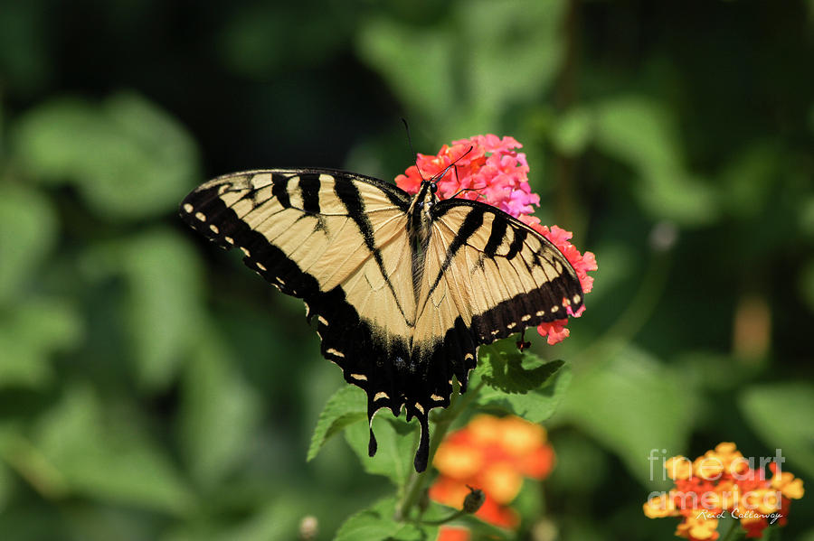  The Spread Eastern Tiger Swallowtail Butterfly Art Photograph by Reid Callaway