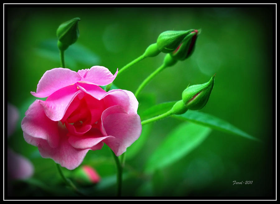 The Spring Rose Photograph by Farol Tomson