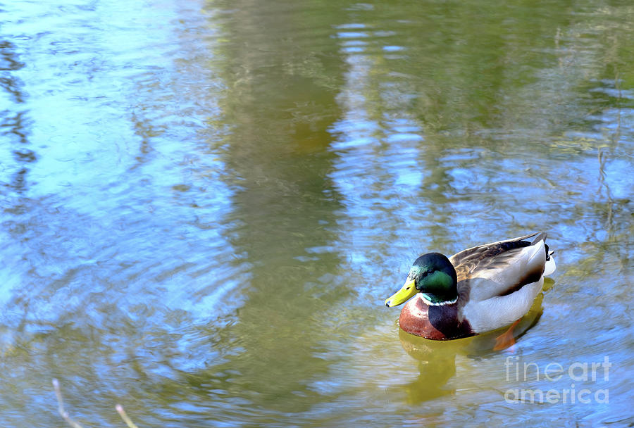 The Spring Solitude of Duck  Photograph by Marina Usmanskaya