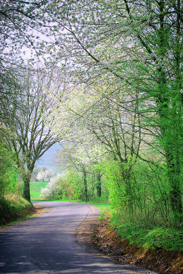 Nature Photograph - The Spring Walk by Iryna Goodall