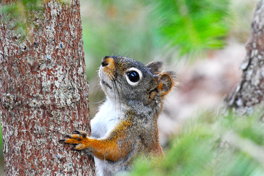 The Squirrel Climb Photograph by Rick Jackson - Pixels