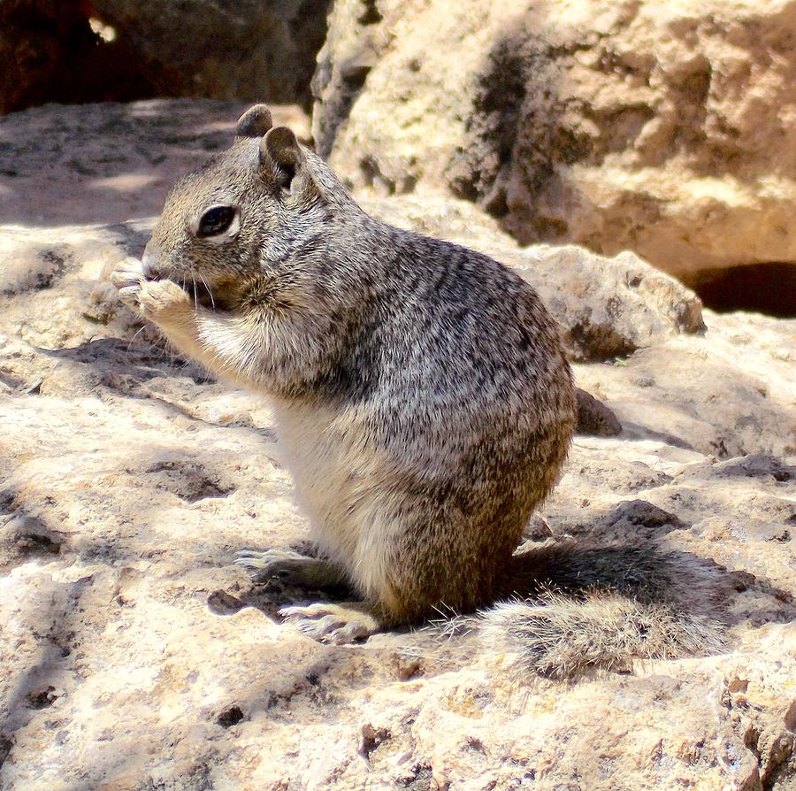 The Squirrel Photograph by Marge Gay - Fine Art America