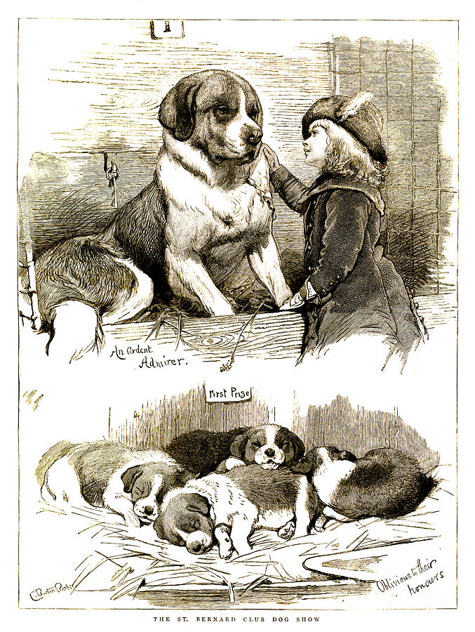 St Bernard Drawing - The St Bernard Club Dog Show by Charles Burton Barber St Bernard Drawing - The St Bernard Club Dog Show by Charles Burton Barber