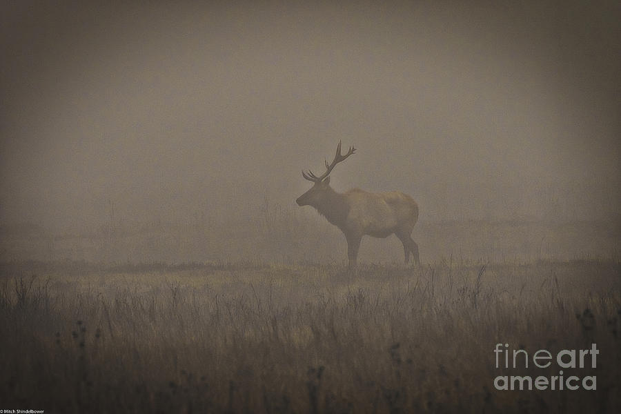 Deer Photograph - The Stag by Mitch Shindelbower