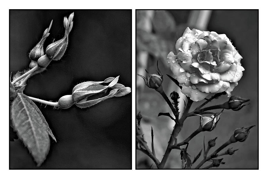 The Stages Of Beauty - Diptych bw Photograph by Steve Harrington