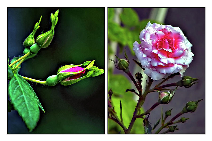 The Stages Of Beauty - Diptych Photograph by Steve Harrington