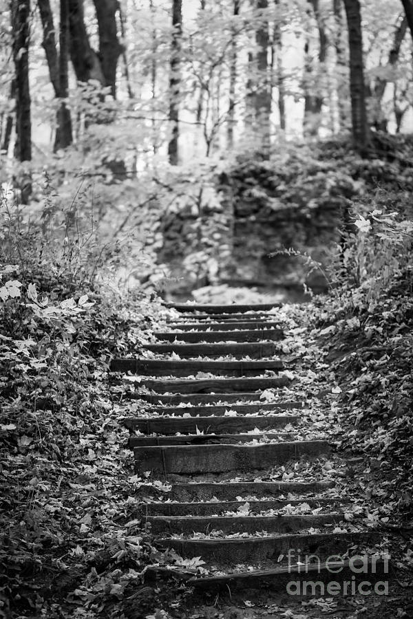 Nature Photograph - The Stairs by Viviana Nadowski