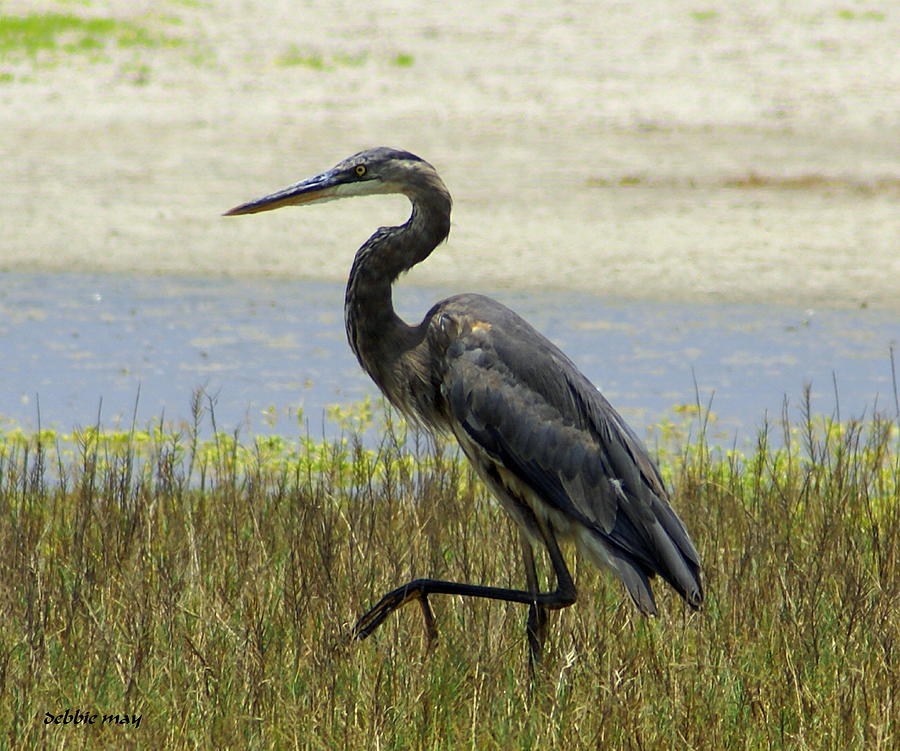 The Stalker - Photosbydm Photograph By Debbie May - Fine Art America