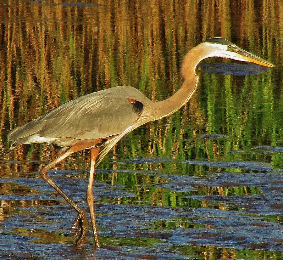 The Stalker Photograph by Thomas McGuire - Fine Art America