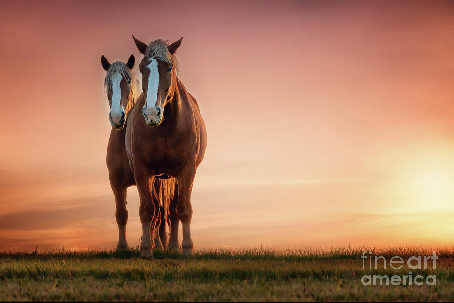 Sunset Photograph - The Stallion and the Mare II by Tamyra Ayles