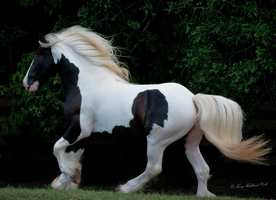 The Stallion As Art Photograph by Terry Kirkland Cook