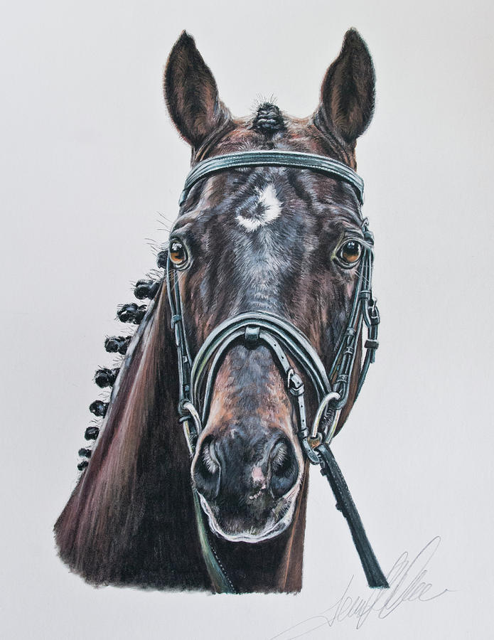 The Stallion Don Principe  Pastel by Terry Kirkland Cook