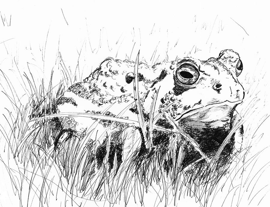 The Stalwart Old Toad Drawing by Andrew Gillette