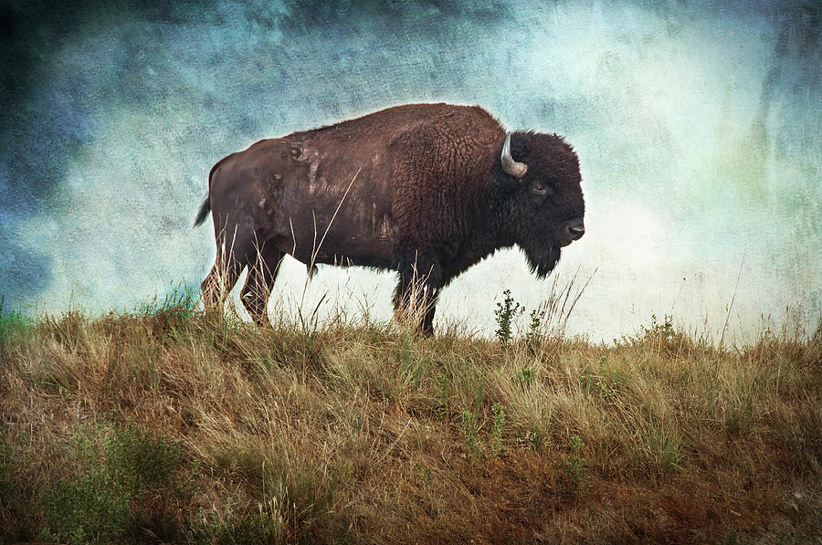 Buffalo Photograph - The Stance by Tamyra Ayles