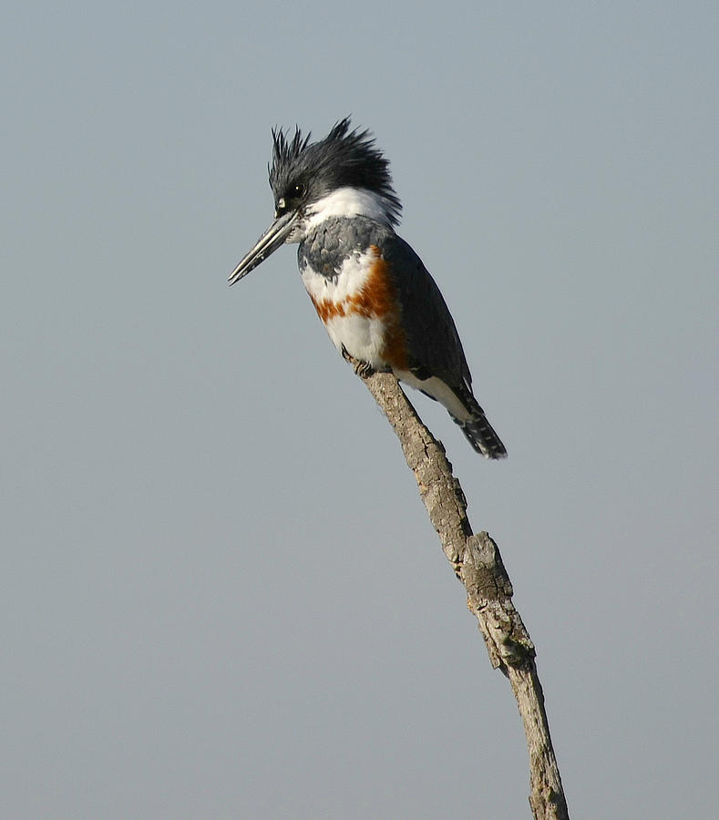 Kingfisher Photograph - The Stand by Fraida Gutovich