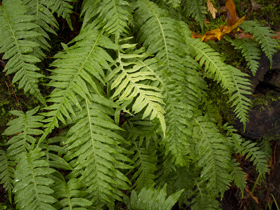 The Standout Fern Photograph by Jean Noren