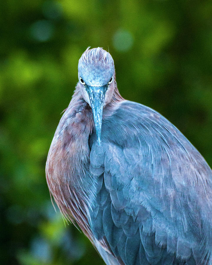 The Reddish Egret Stare Photograph by Ginger Stein