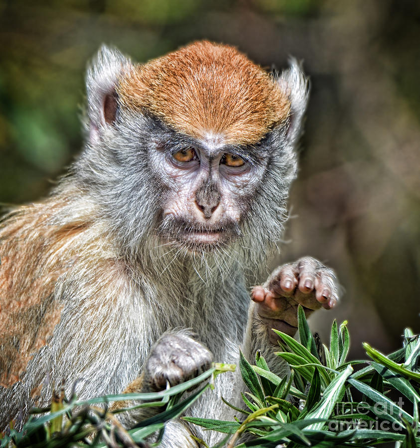 Wildlife Photograph - The Stare A Baby Patas Monkey  by Jim Fitzpatrick