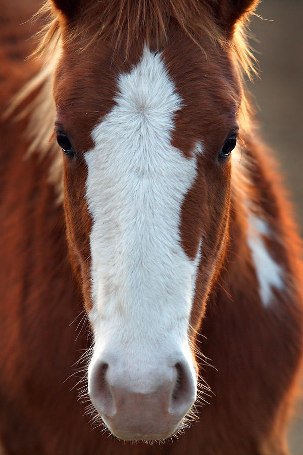 Horse Photograph - The Stare by Deborah Johnson Horse Photograph - The Stare by Deborah Johnson
